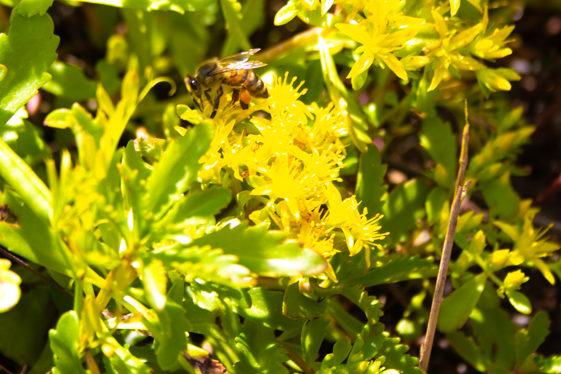 Bienen am bib